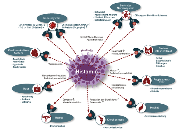 Histaminwirkung (modifiziert nach A. Vogelreuter)