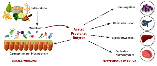 lokale und systeme Wirkung von kurzkettigen Fettsäuren