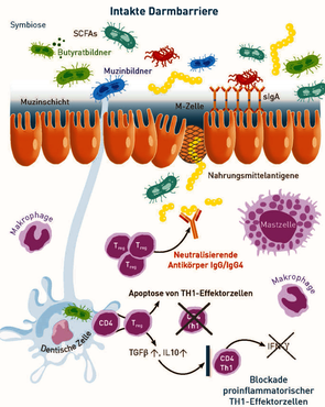 Intakte Darmbarriere